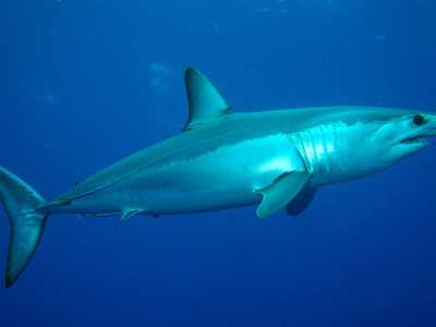 Lo squalo Mako (Isurus oxyrhincus). Foto by Patrick Doll